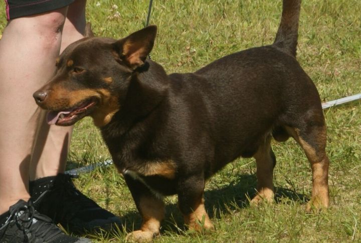 Strong Handler Bond