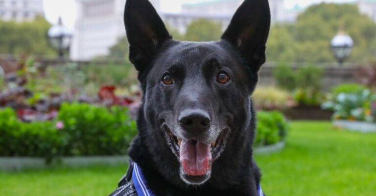 10 Ways Belgian Shepherds Impress Beyond Their Looks
