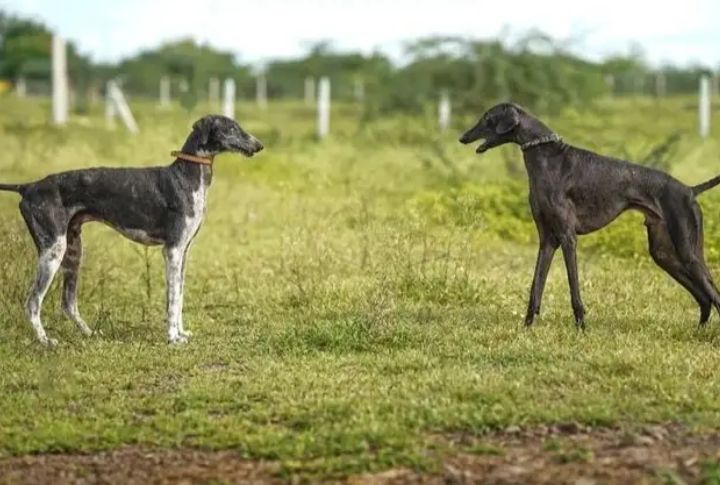 Conservation Efforts And Breed Preservation