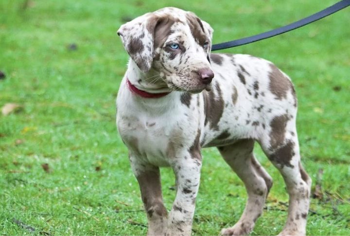 American Leopard Hound