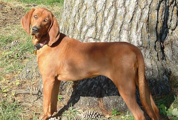 Ticked Redbone Coonhound