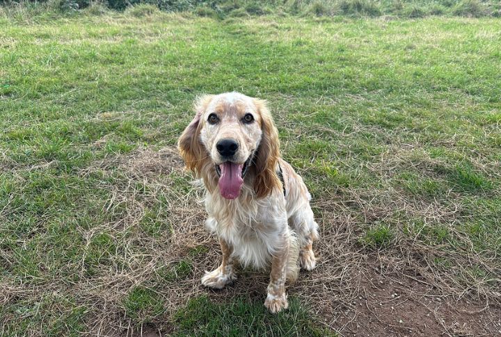 Low-Maintenance Grooming For Busy Owners