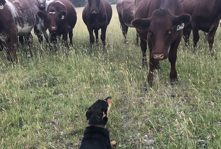 Eye Contact Is Their Main Herding Tool