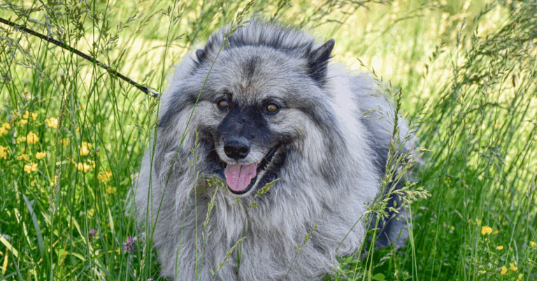 10 Fascinating Facts About The Dutch-Bred Keeshond