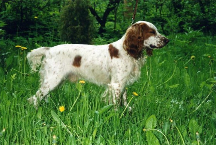 A Spirited And Playful Personality