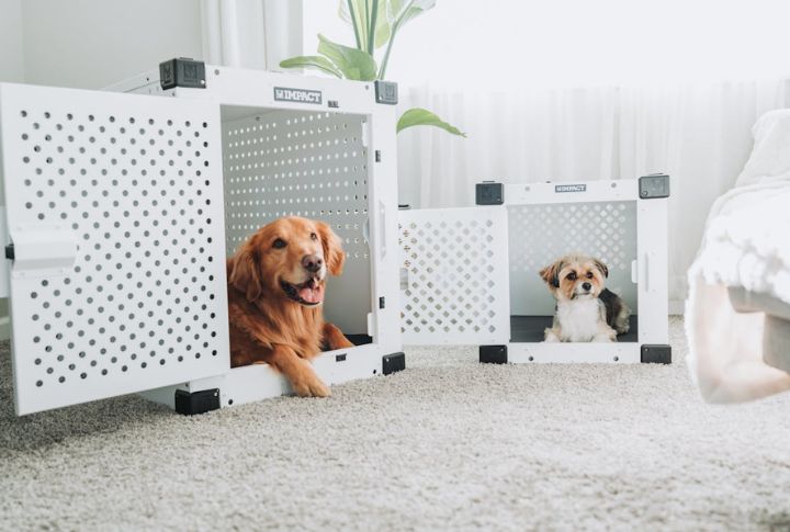 Crates Can Speed Up House Training