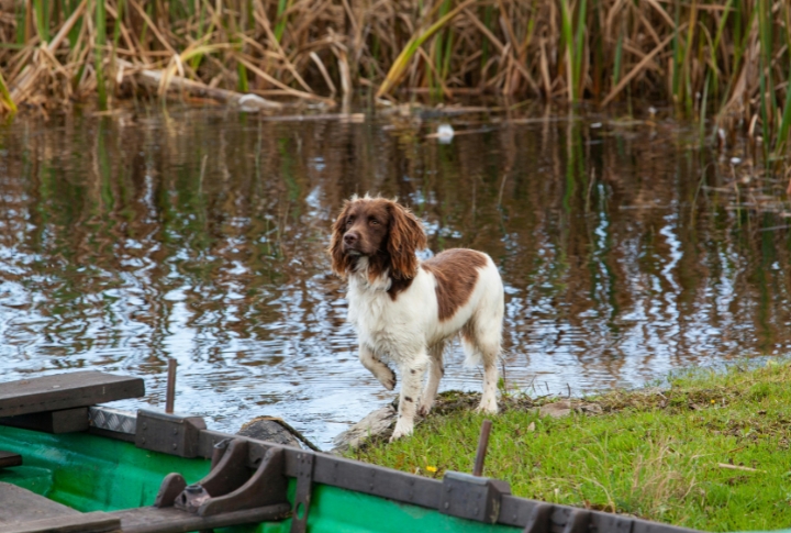 The Russian Spaniel's Love For Water