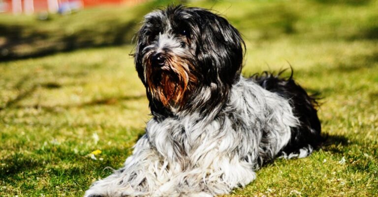 10 Things To Know About The Dutch Dog You’ve Probably Never Met