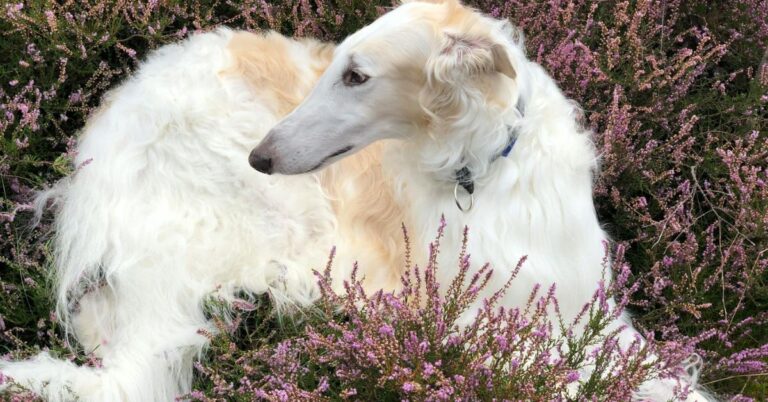 10 Important Traits That Define The Borzoi Breed