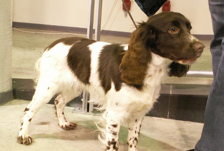 A Good Fit For First-Time Dog Owners