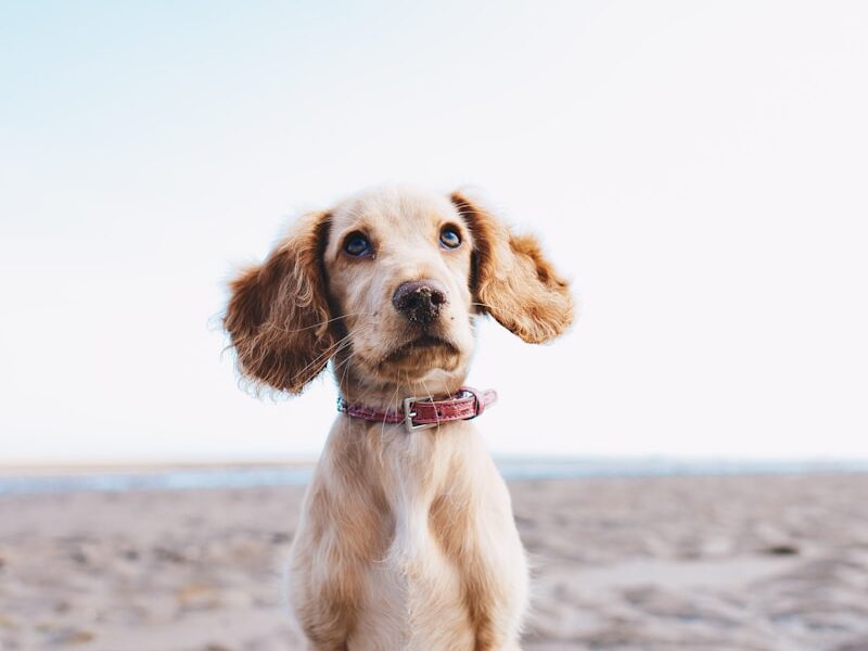 a brown dog sitting on top of a sandy beach