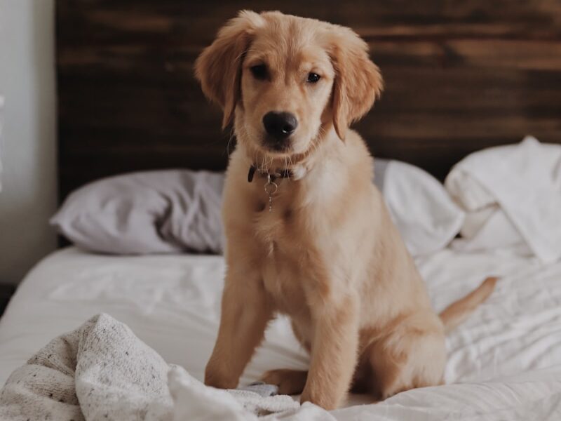 Labrador retriever on bed inside room