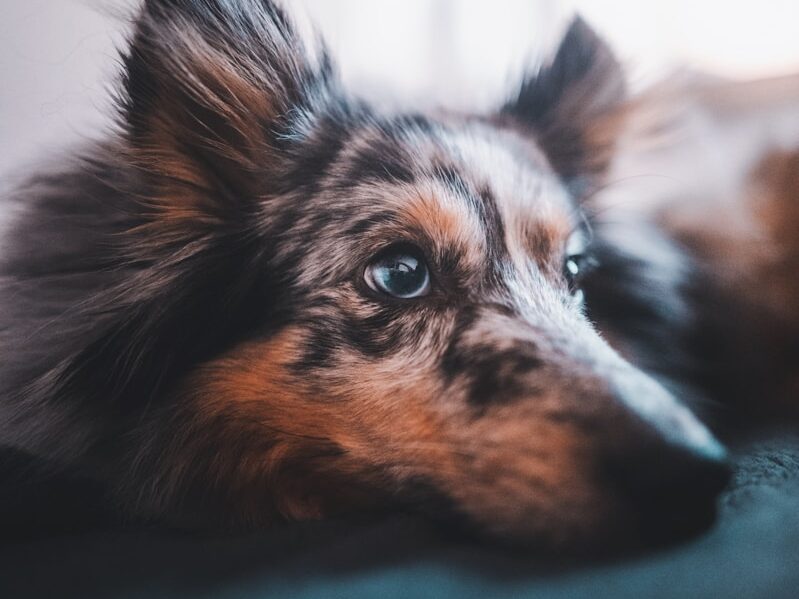 a brown and black dog laying on top of a bed
