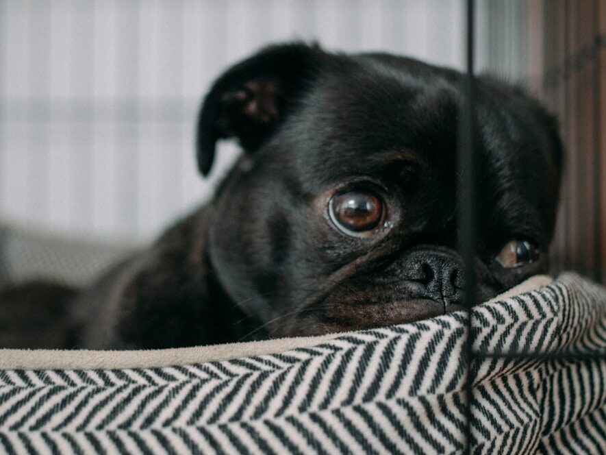black English bulldog on bed