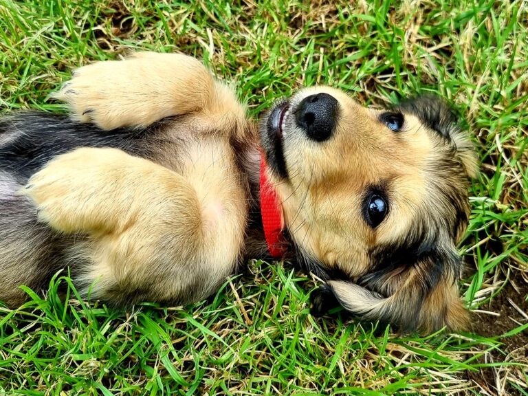 30 Cutest Puppy Breeds That Melt Hearts Instantly