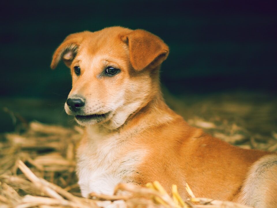brown short coated dog lying on brown dried leaves