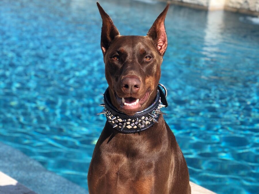 adult rust Doberman pinscher