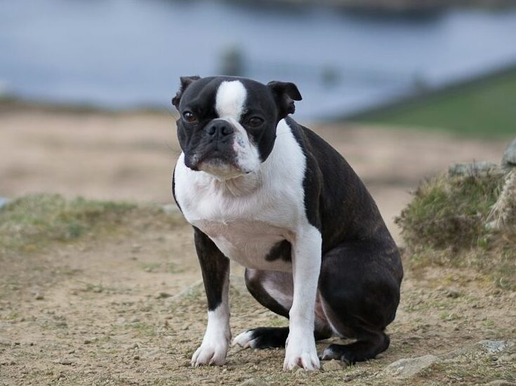 black and white short coated dog on brown soil near body of water during daytime