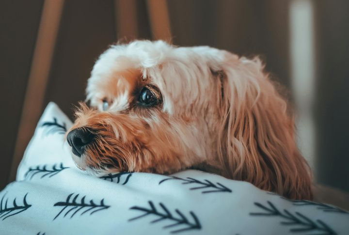 Ignoring The Dog’s Behavioral Signs