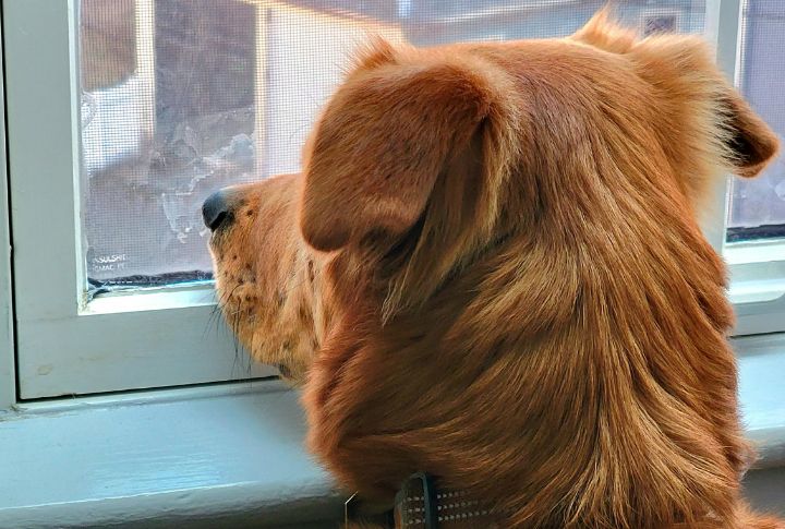 Leaving Dogs Alone For Extended Periods