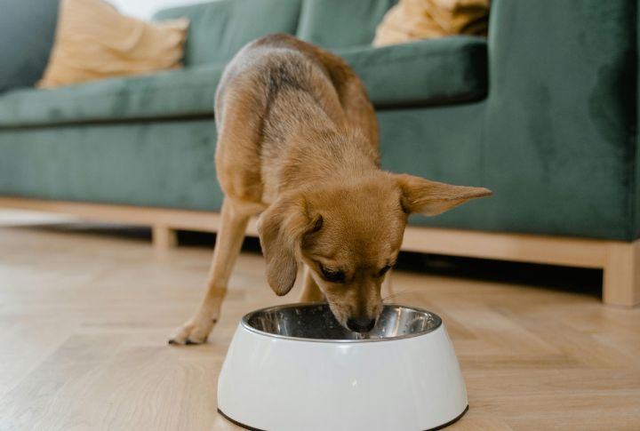 Feeding Low-Quality Or Inappropriate Food