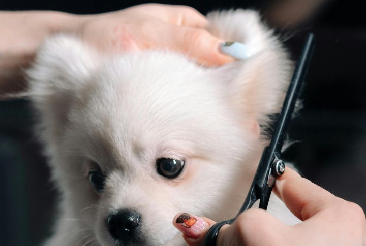 Lack Of Proper Grooming