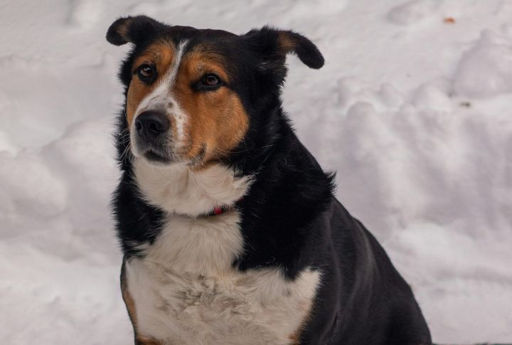 Keeping A Dog In Dangerous Or Unsuitable Environments