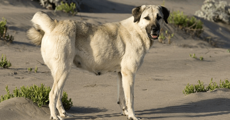Thinking Of Owning An Anatolian Shepherd Dog? Here Are 10 Things To Know First