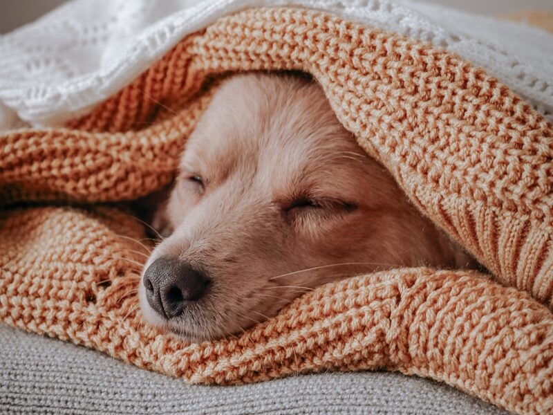 brown short coated dog covered with orange and white blanket
