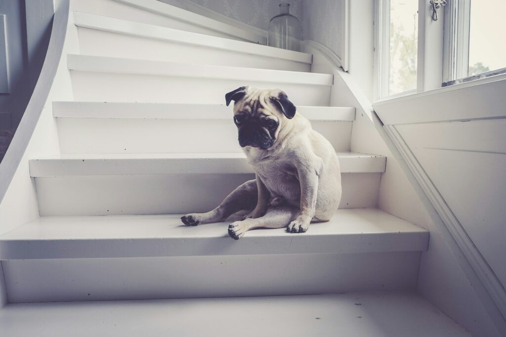 adult fawn pug sitting on staircase