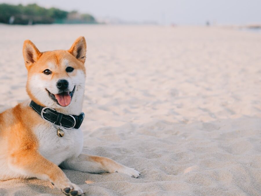 brown and white short coated dog on white sand during daytime