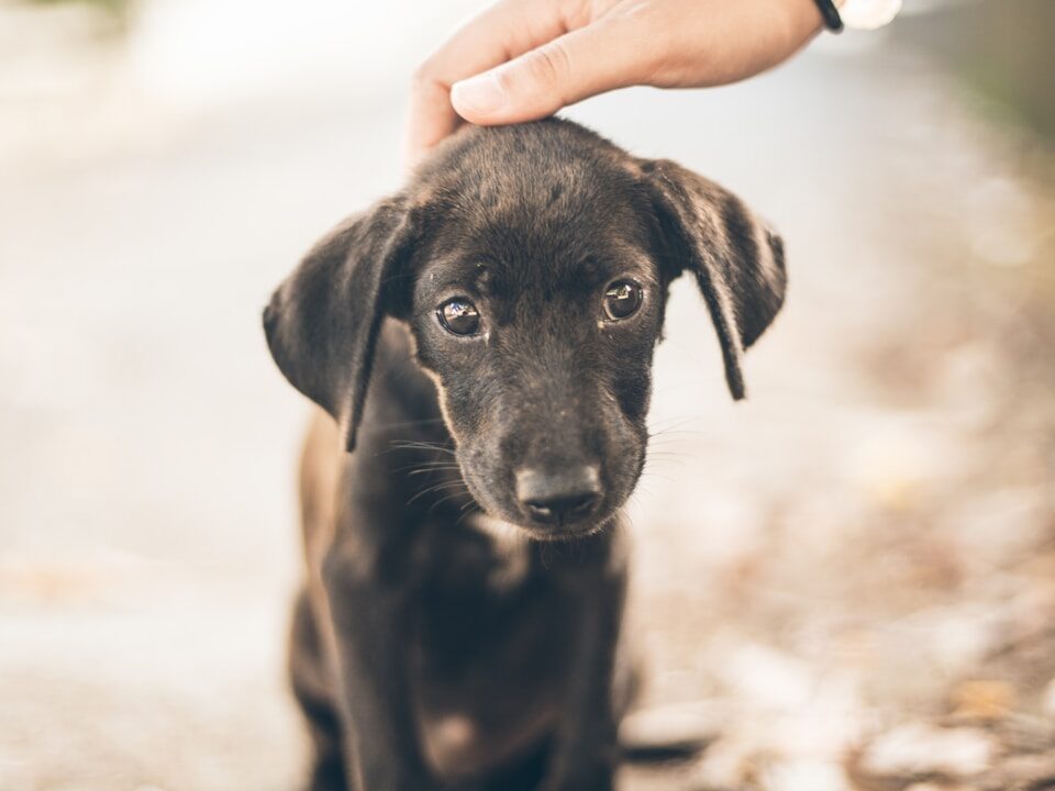 woman holding black puppy's head