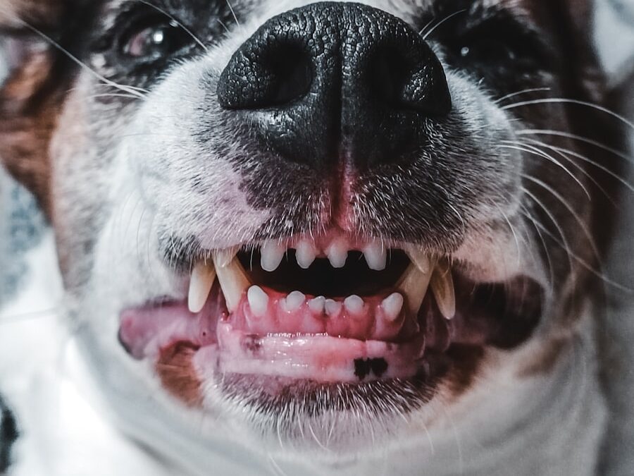 a close up of a dog with its mouth open