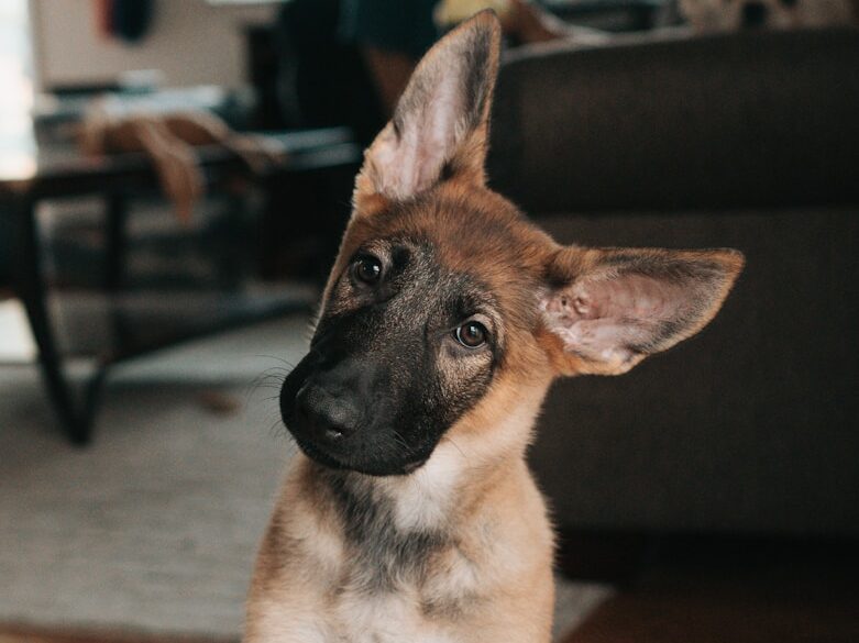 brown and black german shepherd puppy