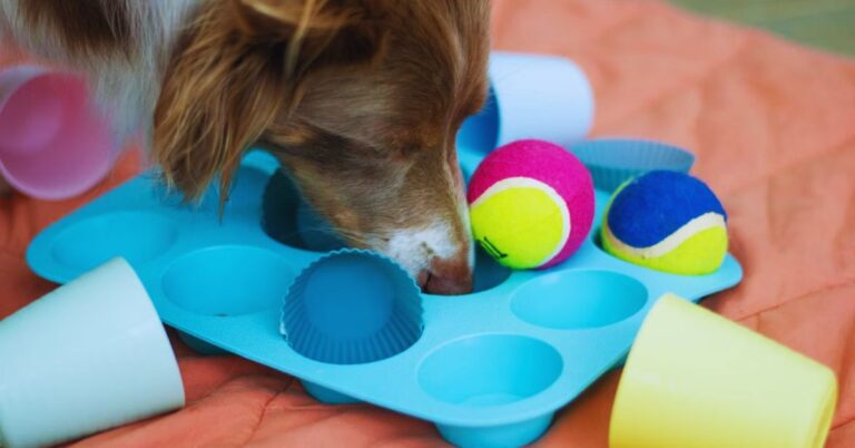 10 Brilliant Dog Breeds That Thrive On Brain Challenges