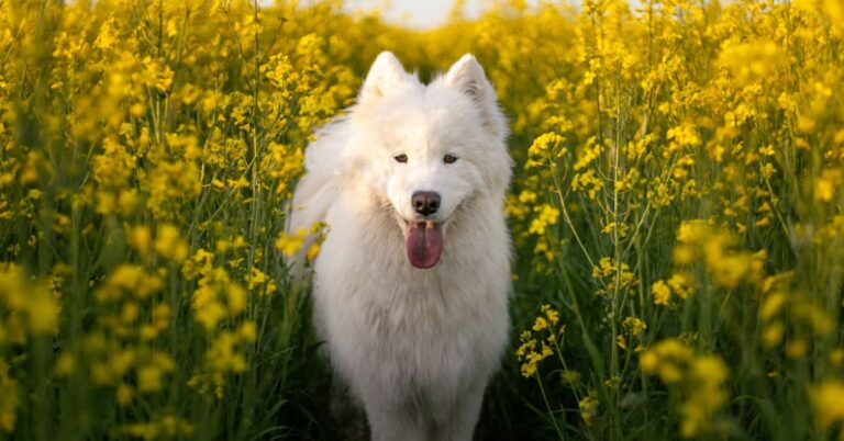 What To Expect When You’re Raising A Samoyed