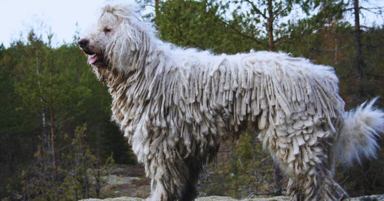 10 Unique Traits That Make The Komondor Breed Truly Distinct