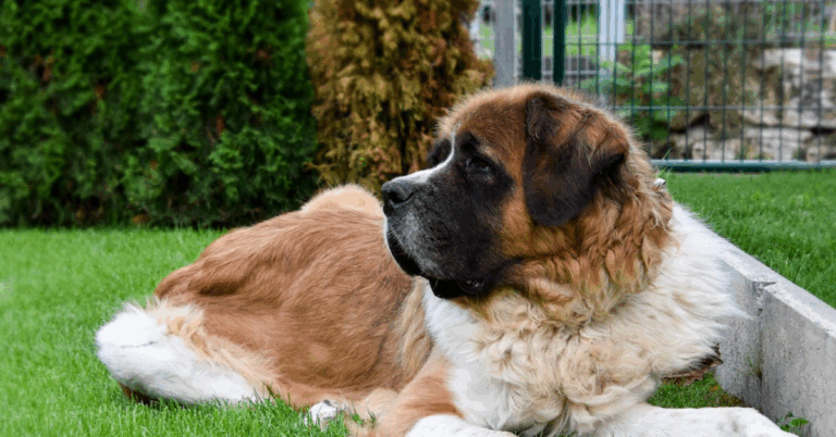 10 Unique Saint Bernard Crossbreeds Dog Lovers Can’t Resist