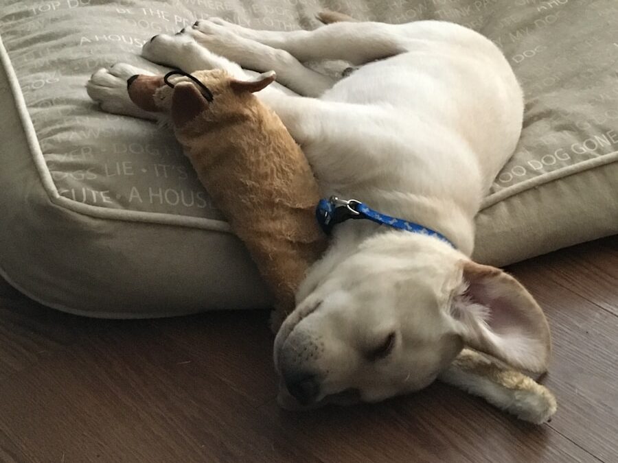 brown short coated dog lying on gray couch