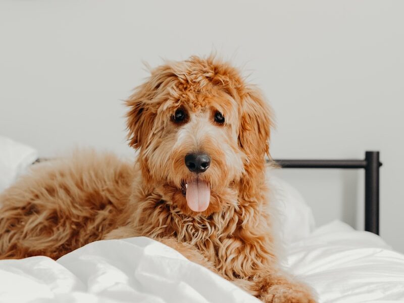 brown dog on white bed
