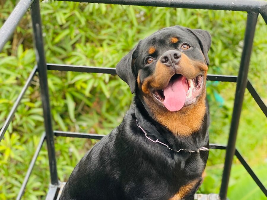 a black and brown dog sitting on top of a wooden bench