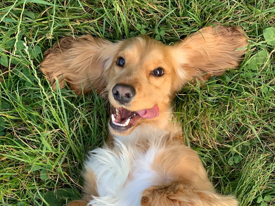 brown and white long coated small dog lying on green grass