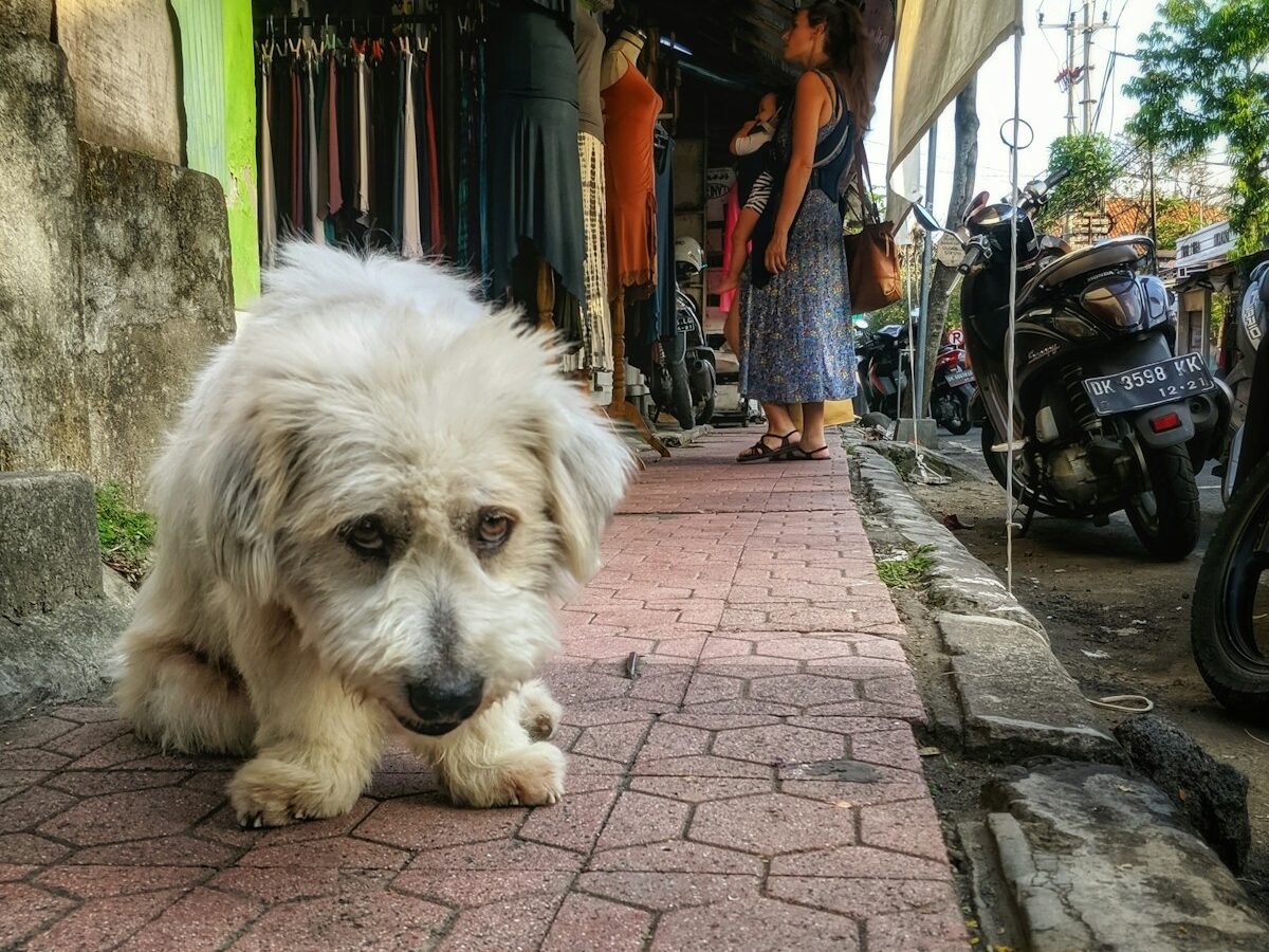 white long coat small dog lying on sidewalk