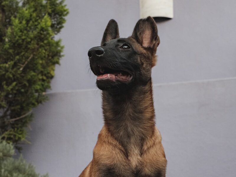 brown and black short coated dog sitting on white concrete floor