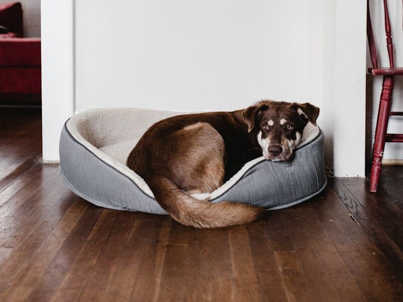 brown dog laying on white bed