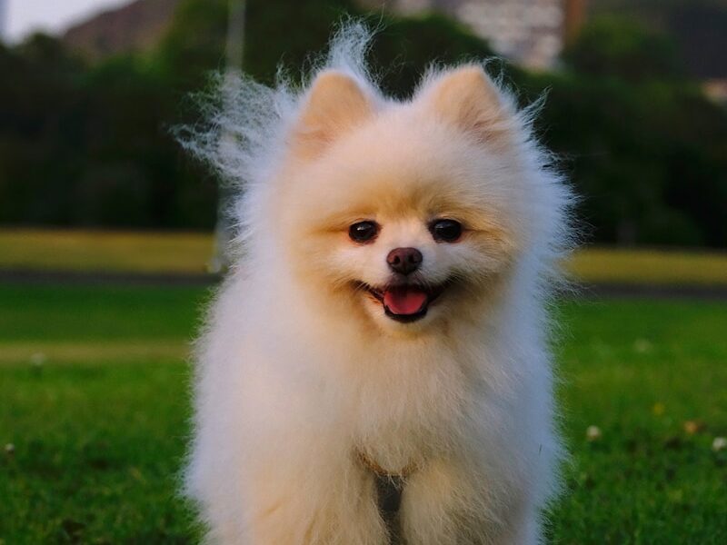 a small white dog standing on top of a lush green field