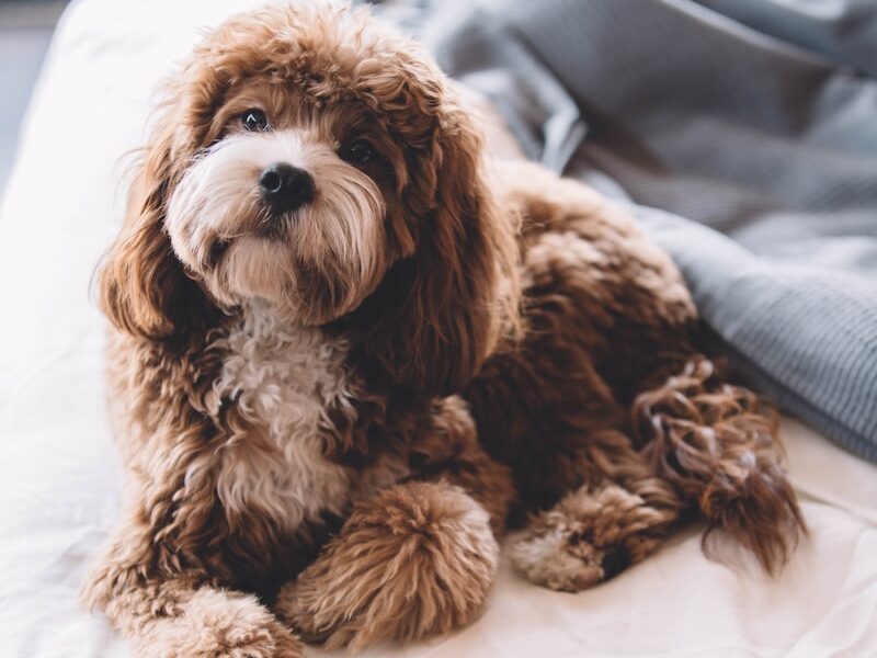 brown puppy on bed