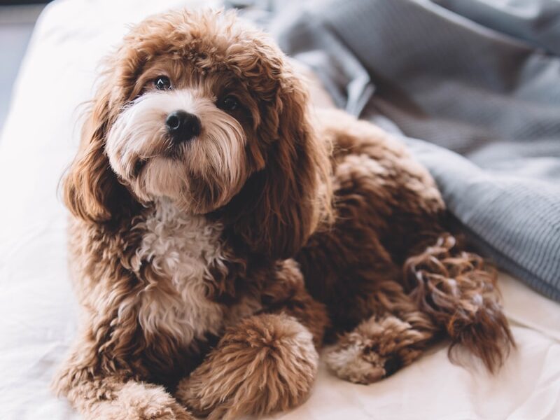 brown puppy on bed