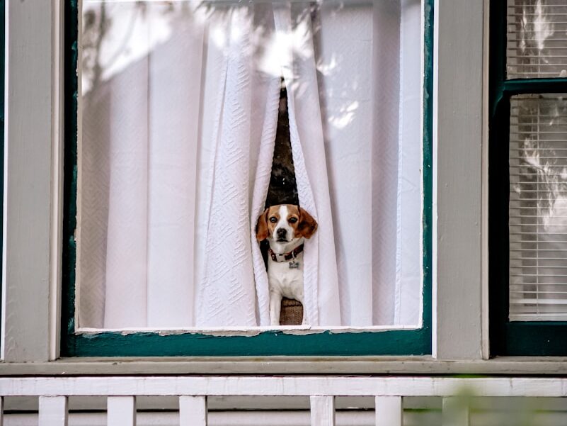 white and brown short coated dog on window