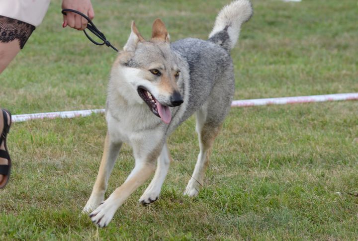 Origin Of The Czechoslovakian Wolfdog